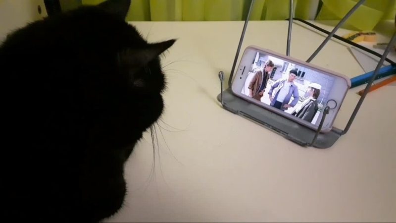 Невыдуманная история про кота. Степан Черепанов. Мультстудия «Рыжий кот»